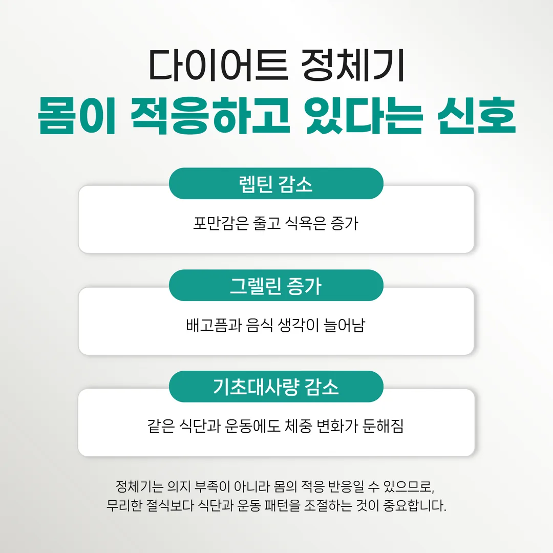 다이어트 정체기 원인인 호르몬 변화와 대사 감소 인포그래픽
