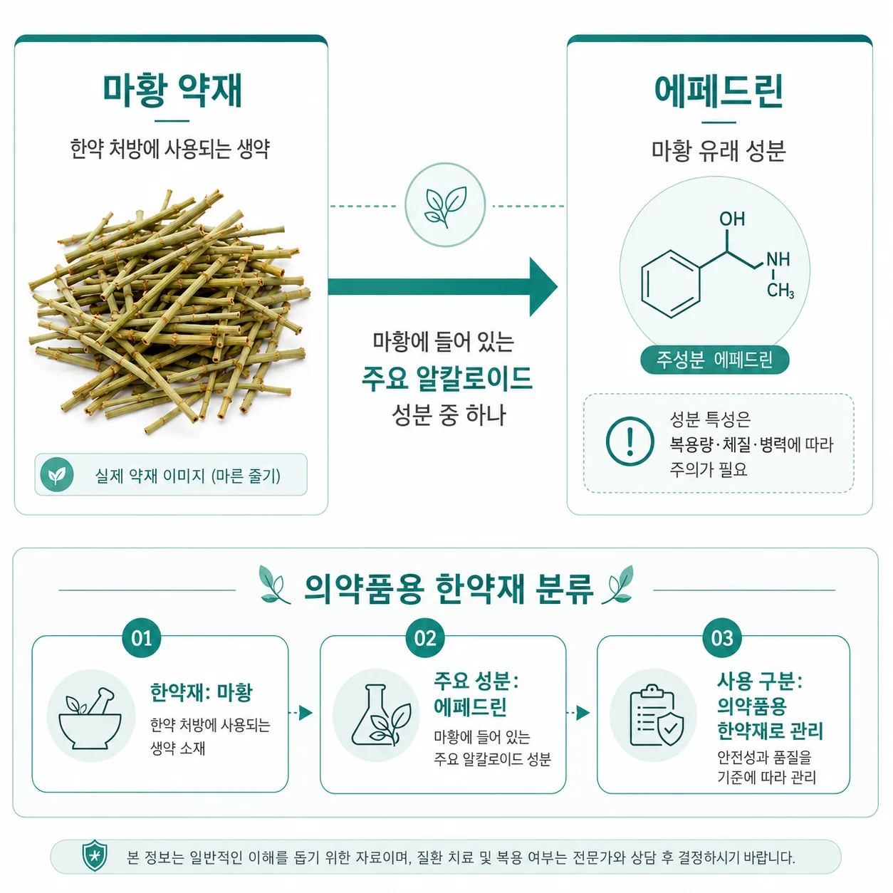 마황과 주성분 에페드린의 관계 및 의약품용 한약재 분류를 설명하는 그래픽