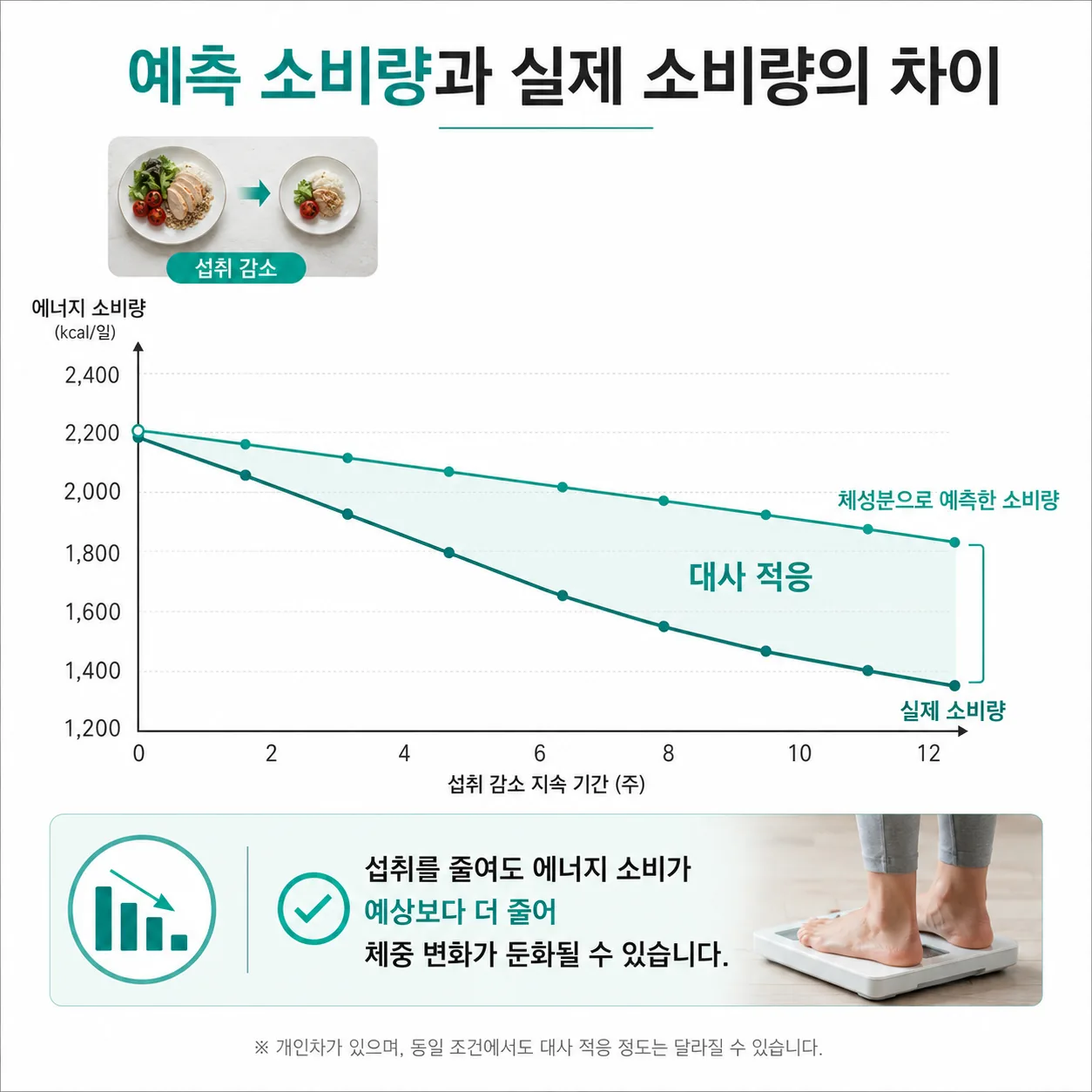 다이어트 대사 적응으로 예측보다 에너지 소비가 더 줄어드는 개념 그래프